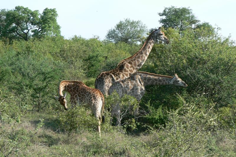 13 REGIONE DEL MPUMALANGA Parco Kruger